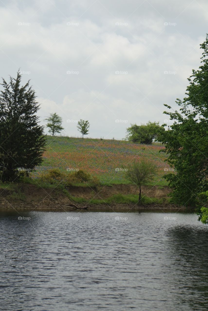 Field of Indian Paintbrushes & Bluebonnets