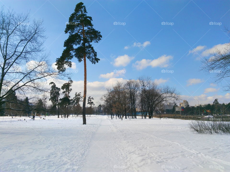 winter landscape