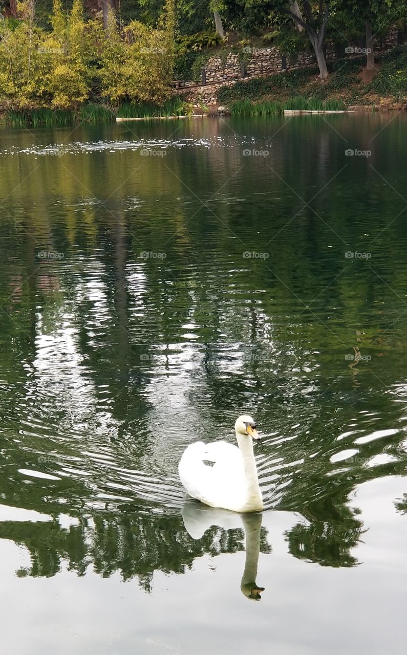 Swan on the Water