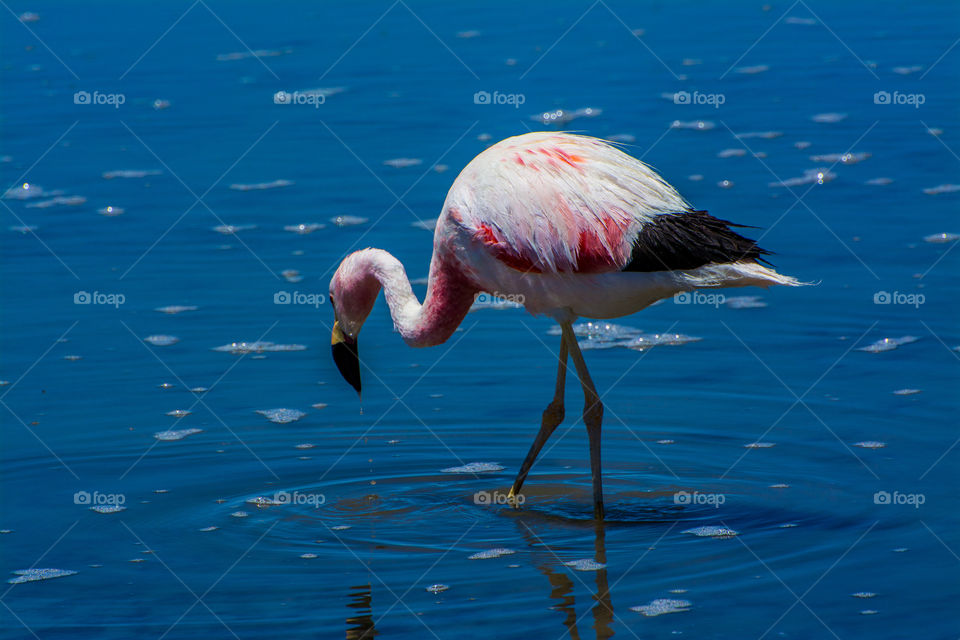 Flamingo at Laguna design Chaxa