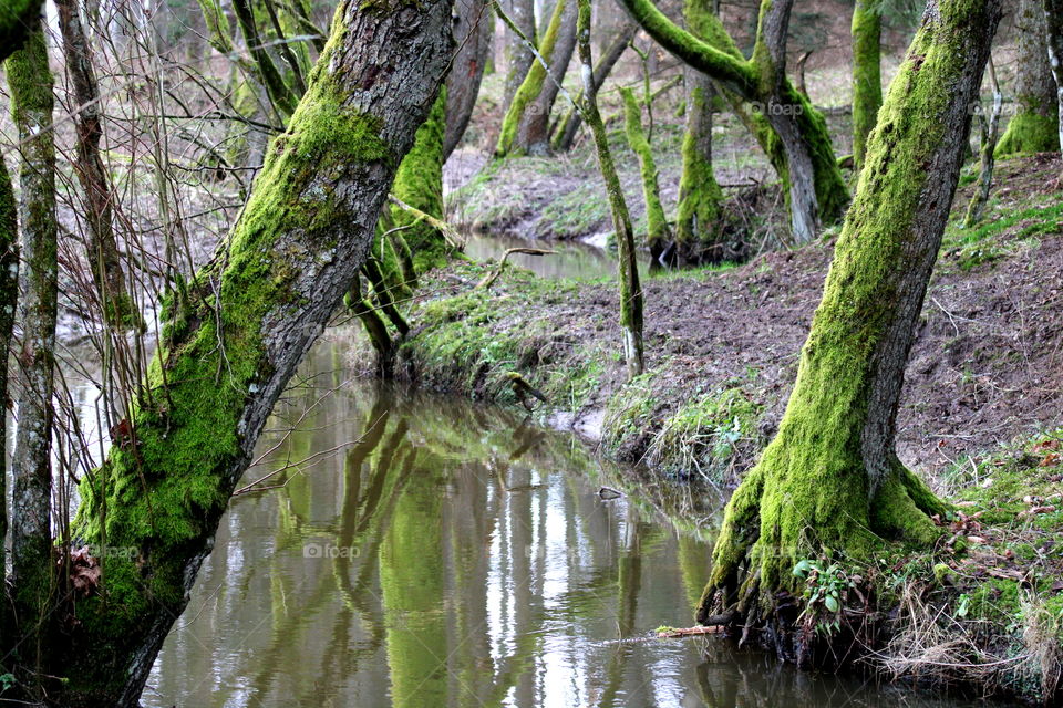 Magical trees coverd with green moss growing near to river