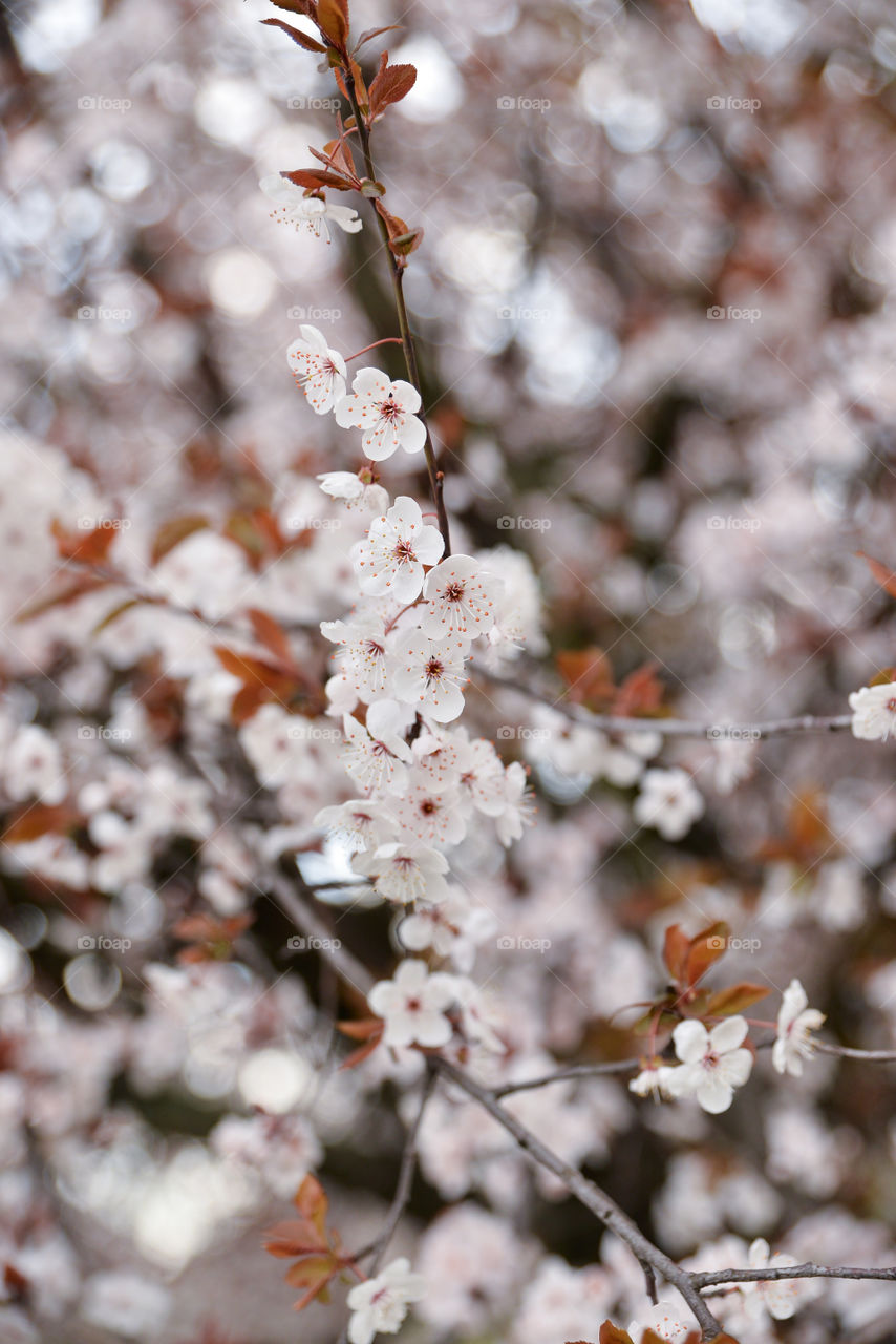 Cherry, Branch, Tree, Nature, Flower