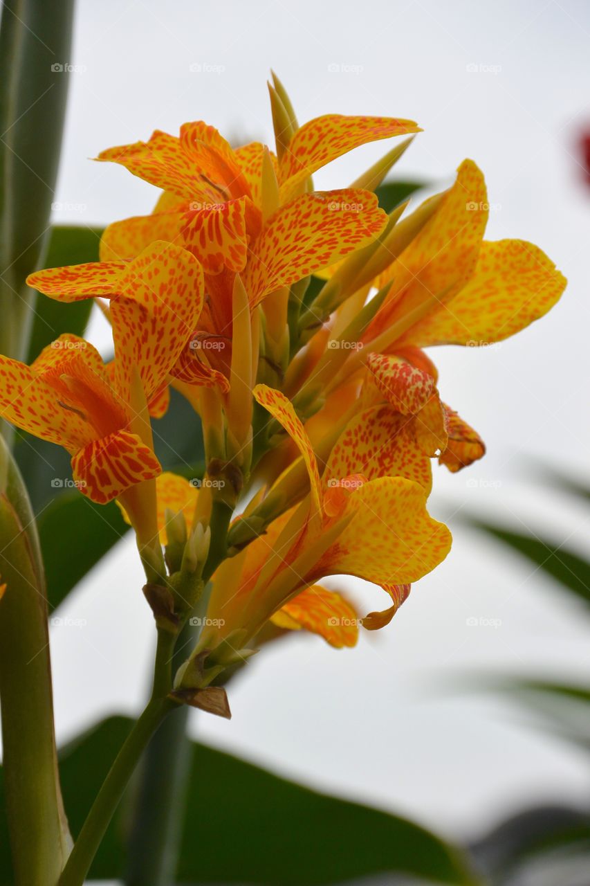 Brilliant colorful lillys