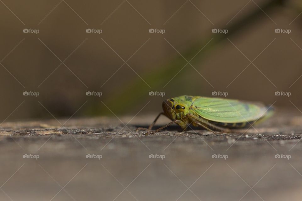 View of leafhopper on rock