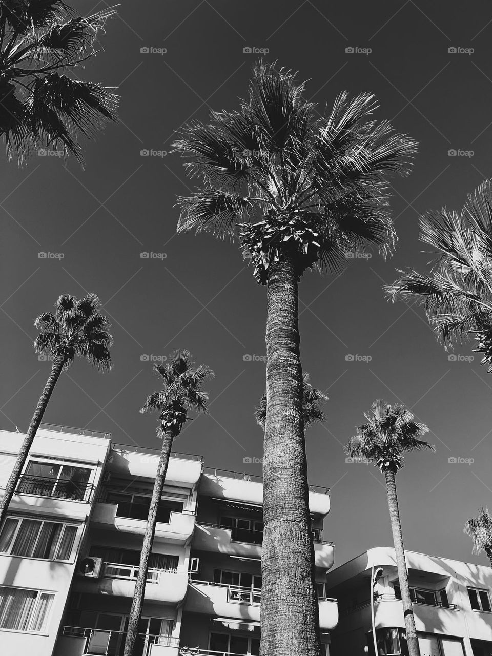 black and white Palms in the city picture 