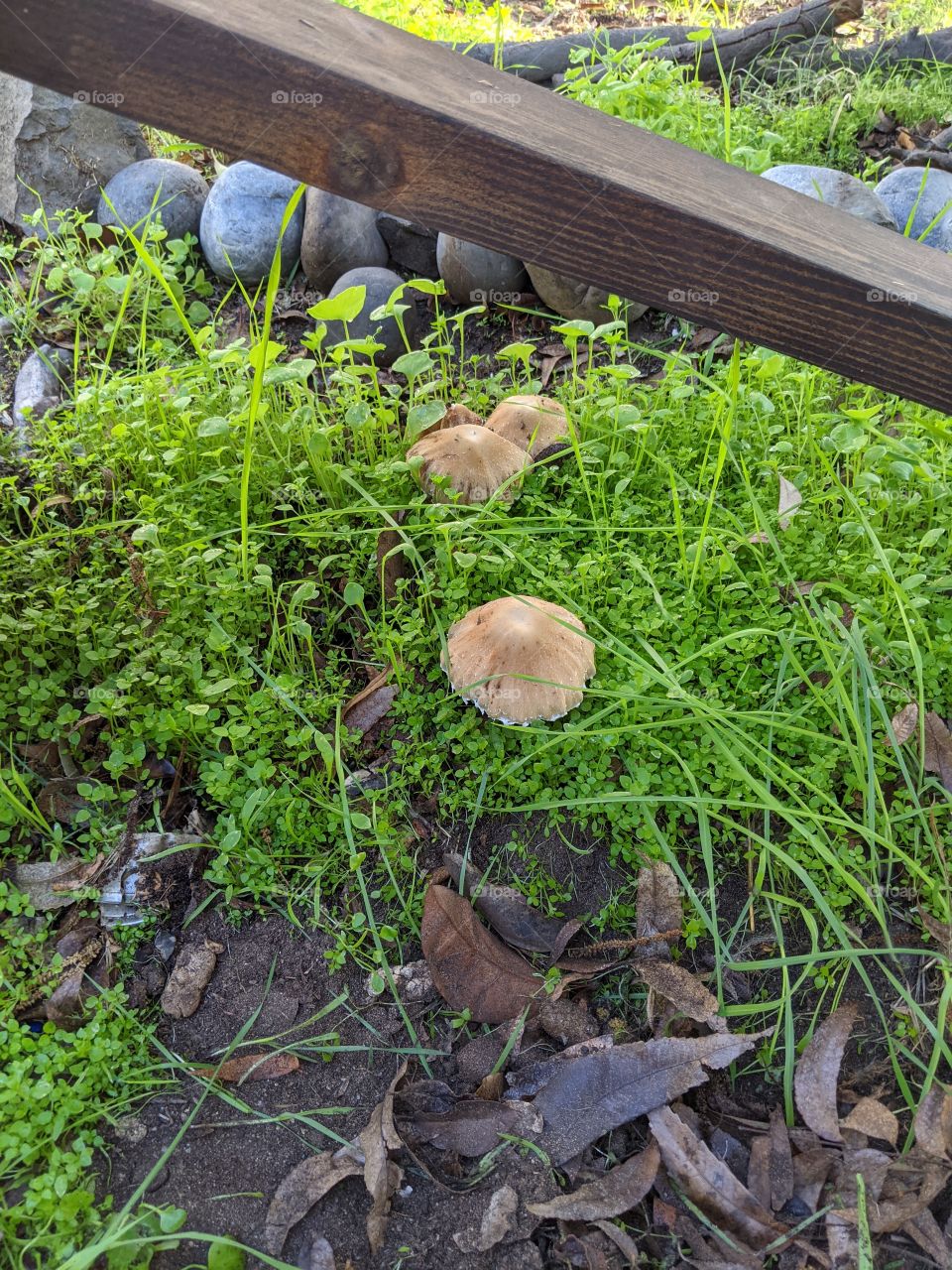 mushroom friends