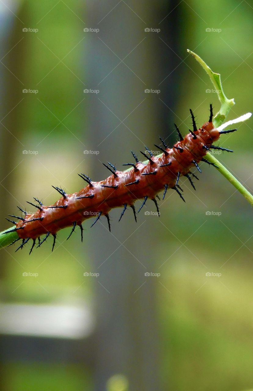 Flora and Fauna of 2019 - Foap Missions - Spinel Monarch eating the efitis plant