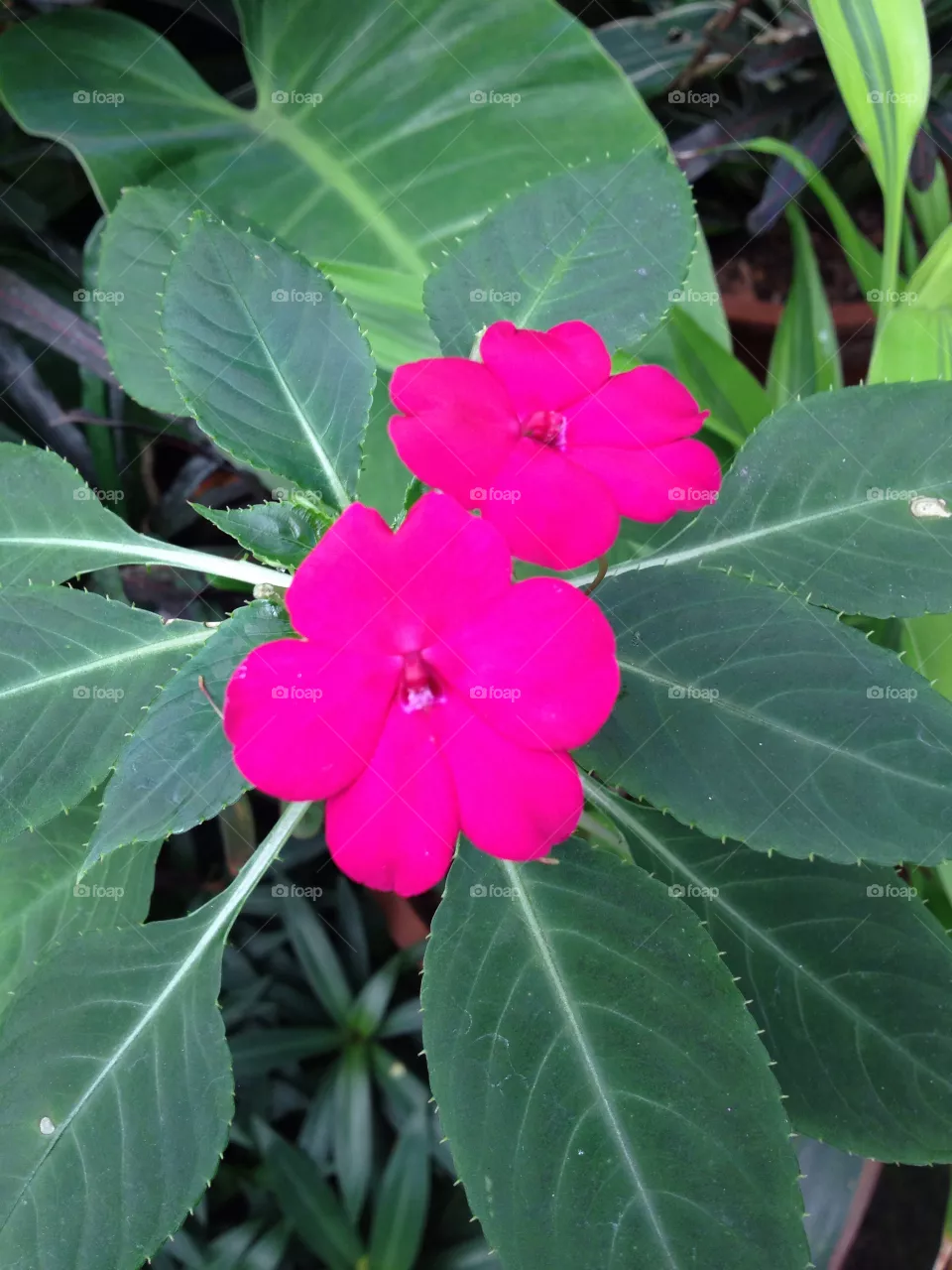 Nature, No Person, Flora, Flower, Garden