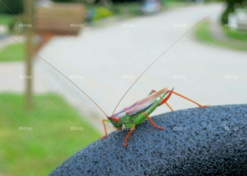 green grasshopper