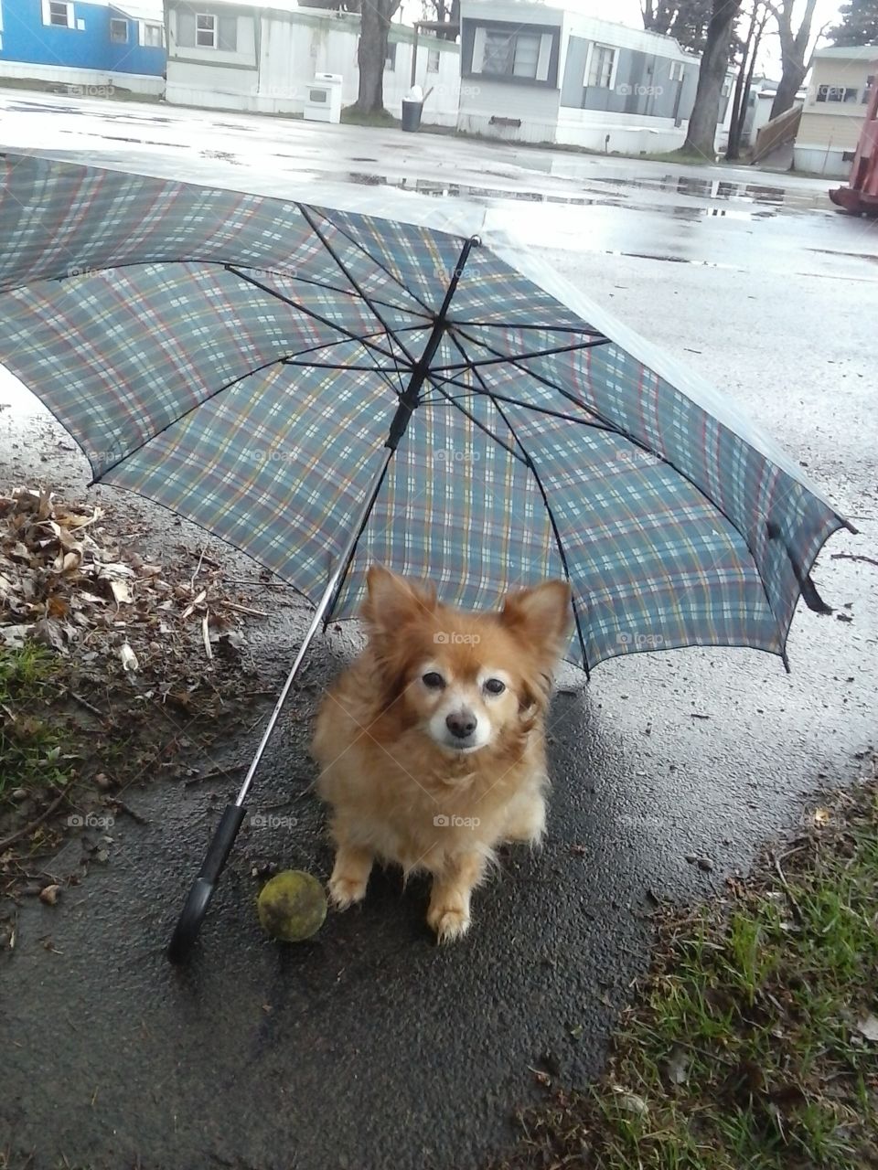 It raining I will hide under t. Pomeranian dog loves to be outside but does not want to get wet.
