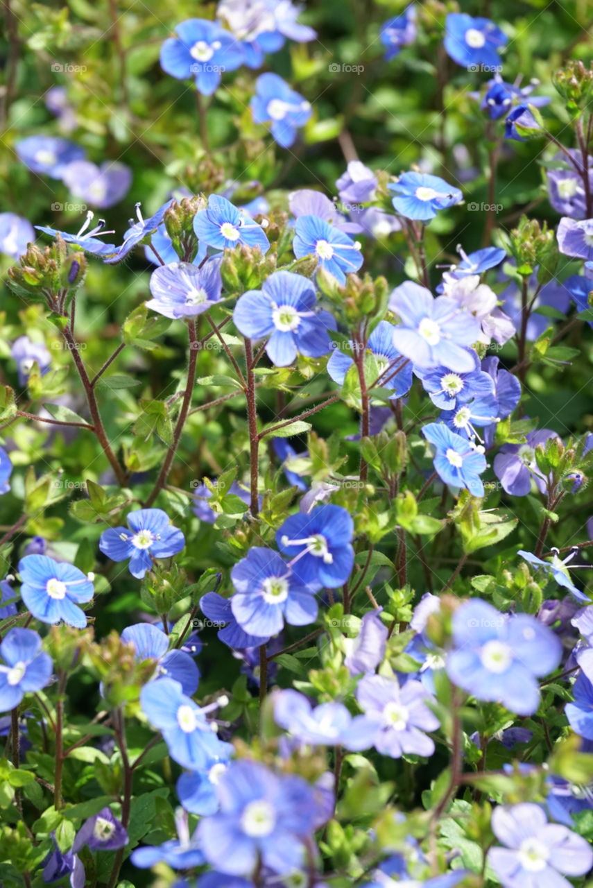 spring blossoms
Spring 
California flowers