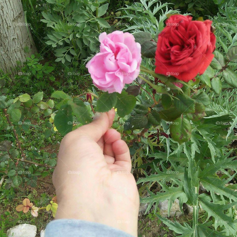 Beautiful roses at my hand.