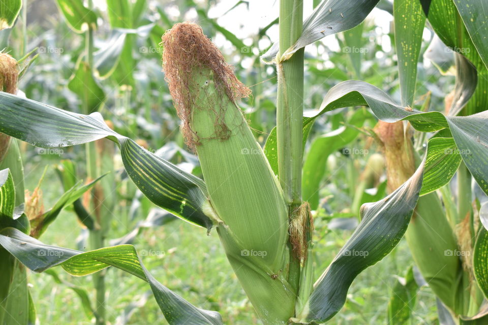Delicious Sweet corn at standing crop.