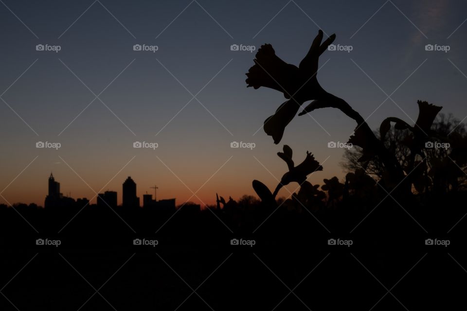 Foap, Silhouettes and Shadows: Daffodils watching over the city in the early morning twilight. Raleigh, North Carolina as seen from Dorothea Dix Park. 