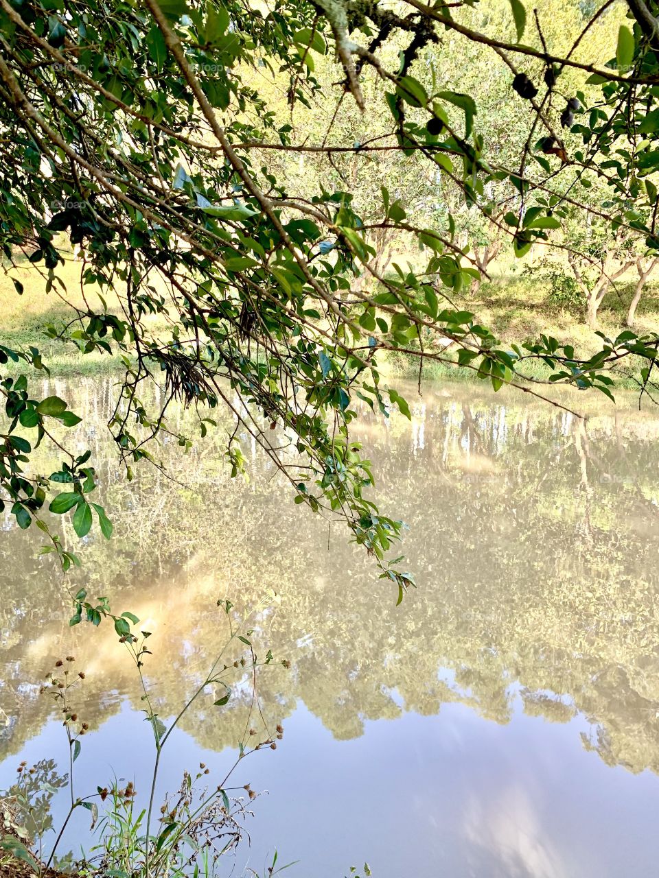 Belas paisagens- Wonderful Landscape - árvore e um rio - a tree and a river 