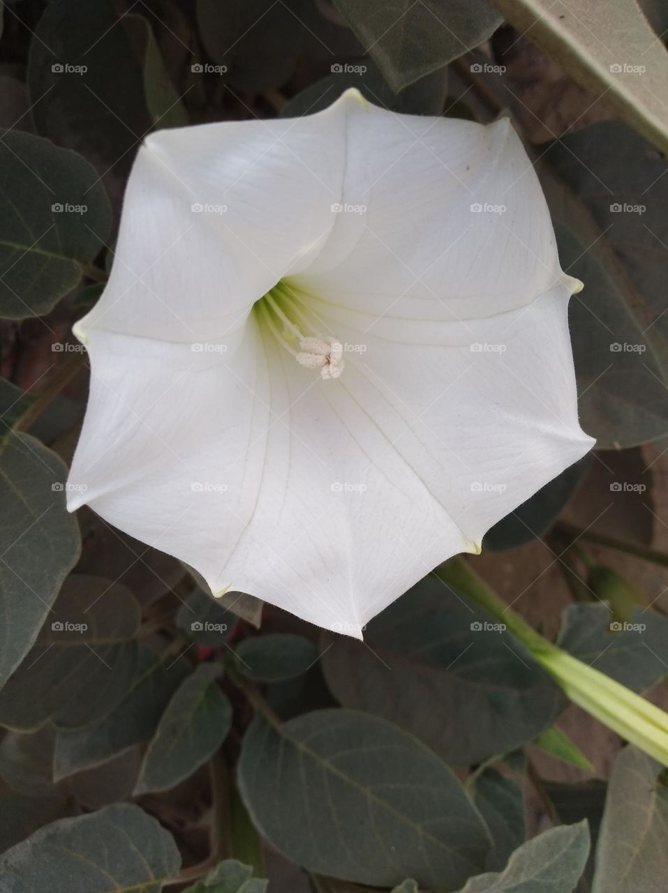 the Datura Flower white in colour looks very beautiful generally found everywhere fresh seasonal looking very beautiful