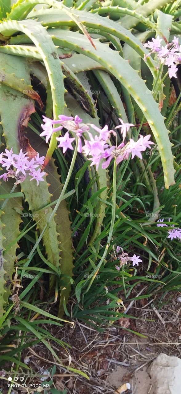 beautiful plants in the garden.