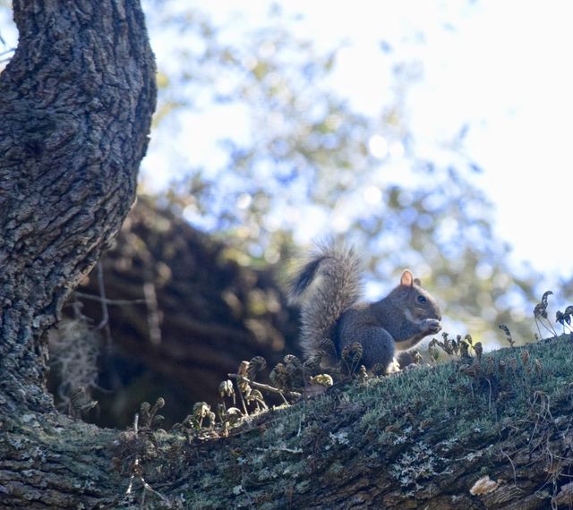 Close-up of a feeding squirrel