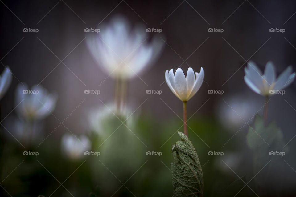 Beautiful white spring flowers