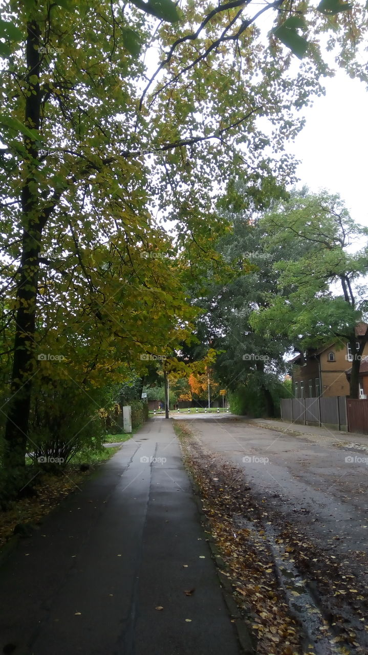 Street in autumn
