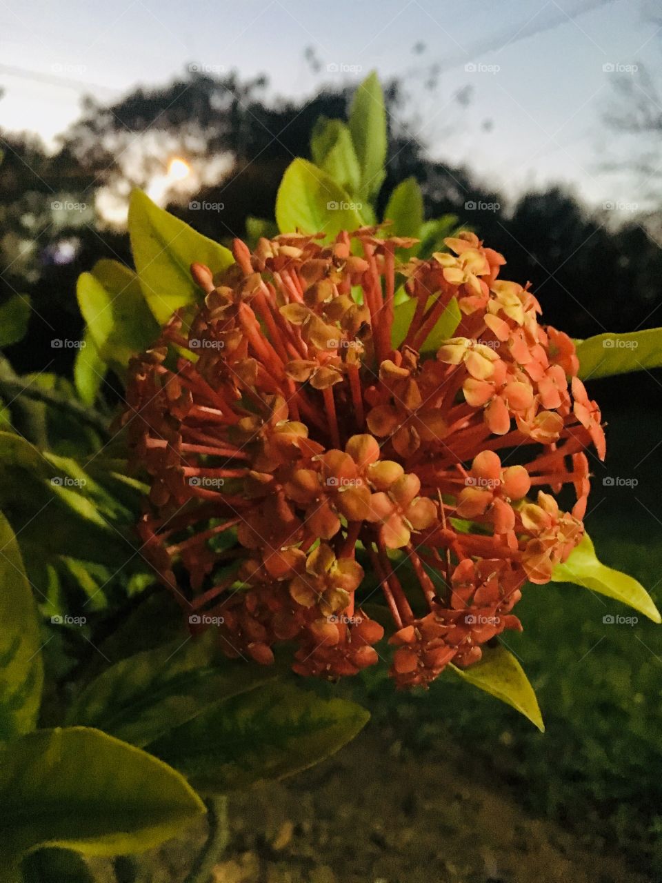 🌺Fim de #cooper!
Suado, cansado e feliz, alongando e curtindo a beleza das #flores.
🏁
#corrida #treino #flor #flower #flowers #pétalas #pétala #jardim #jardinagem #garden #flora #run #running #esporte #alongamento