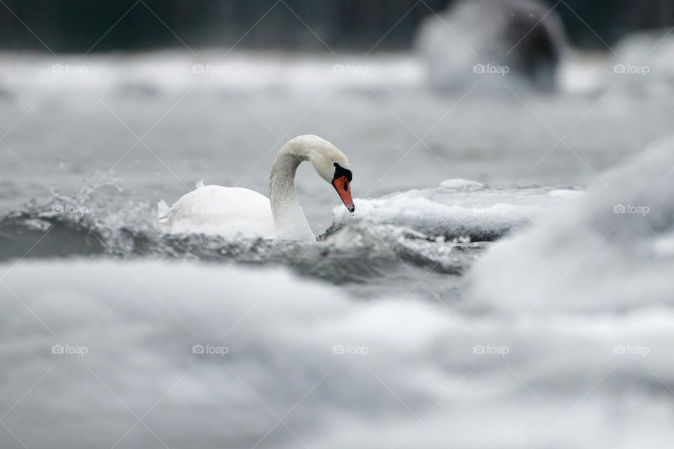 Mute swans swimming in the ice cold water between icy and snow covered rocks and splashing waves in the Baltic Sea. 
