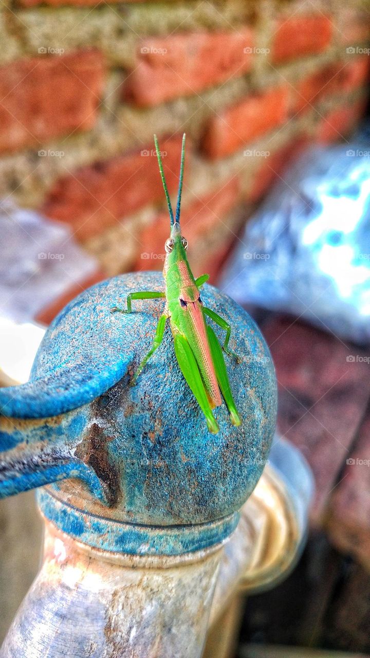 green grasshopper perched on the faucet