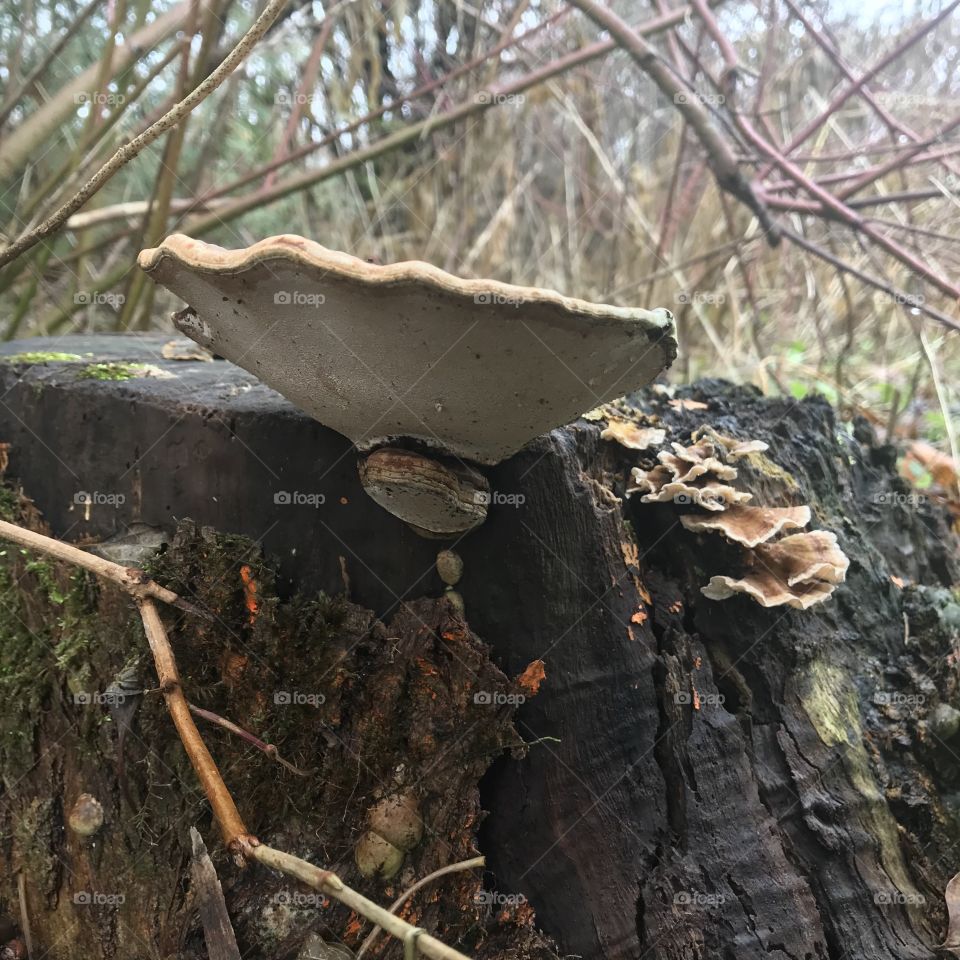 Mushrooms growing on a stump