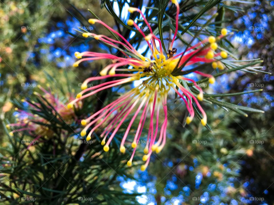 Rose Coneflower, (nickname drumsticks) a South Australian native flower, with pincushion-like, rosy pink, flowers with knob like "fruit" which range about two inches in diameter. 