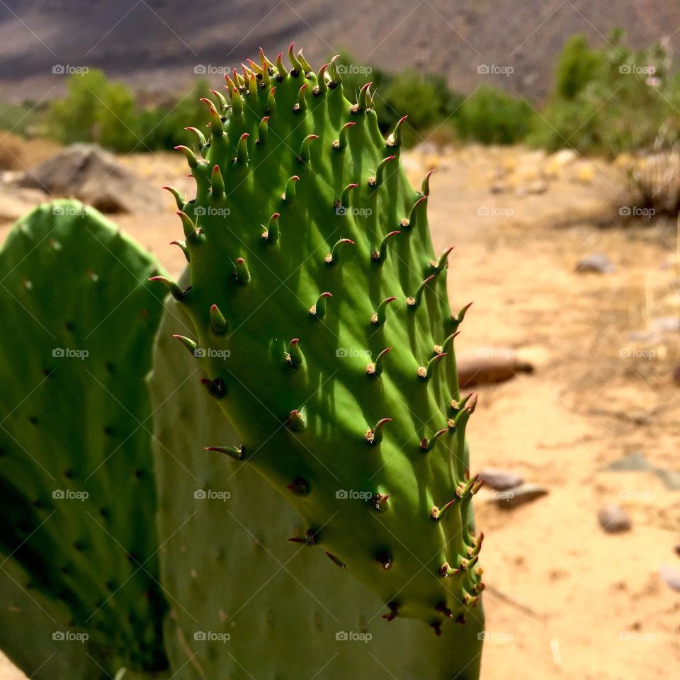 Prickly pear