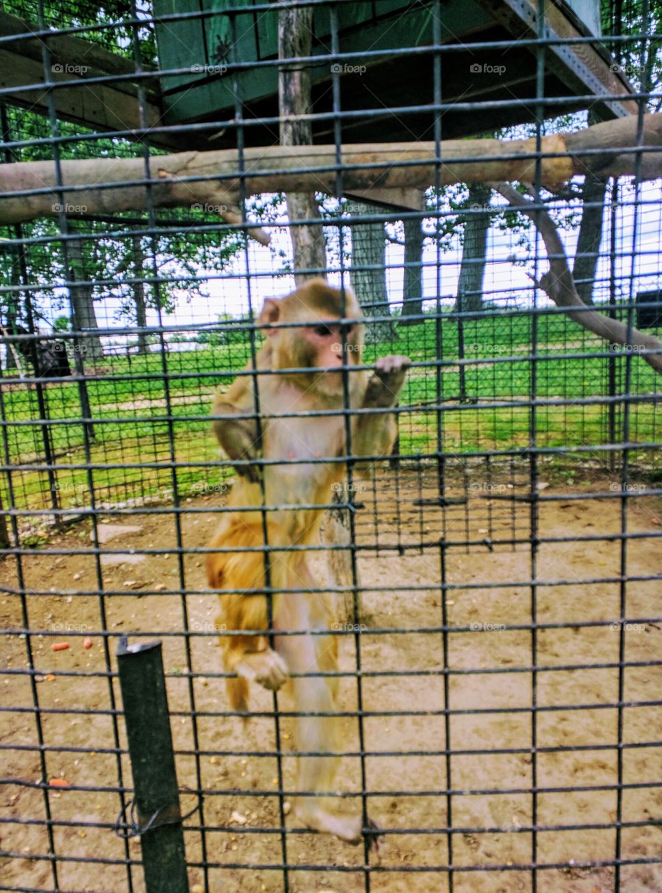 monkey cage