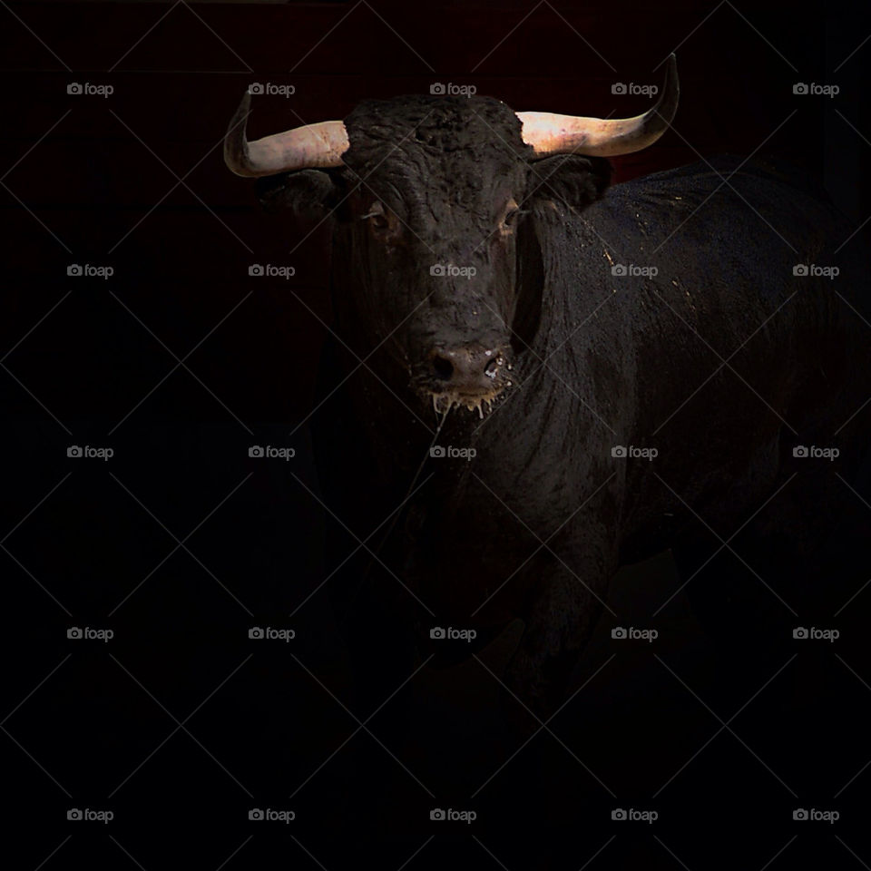 animal shadows bull ligth by Rafutti
