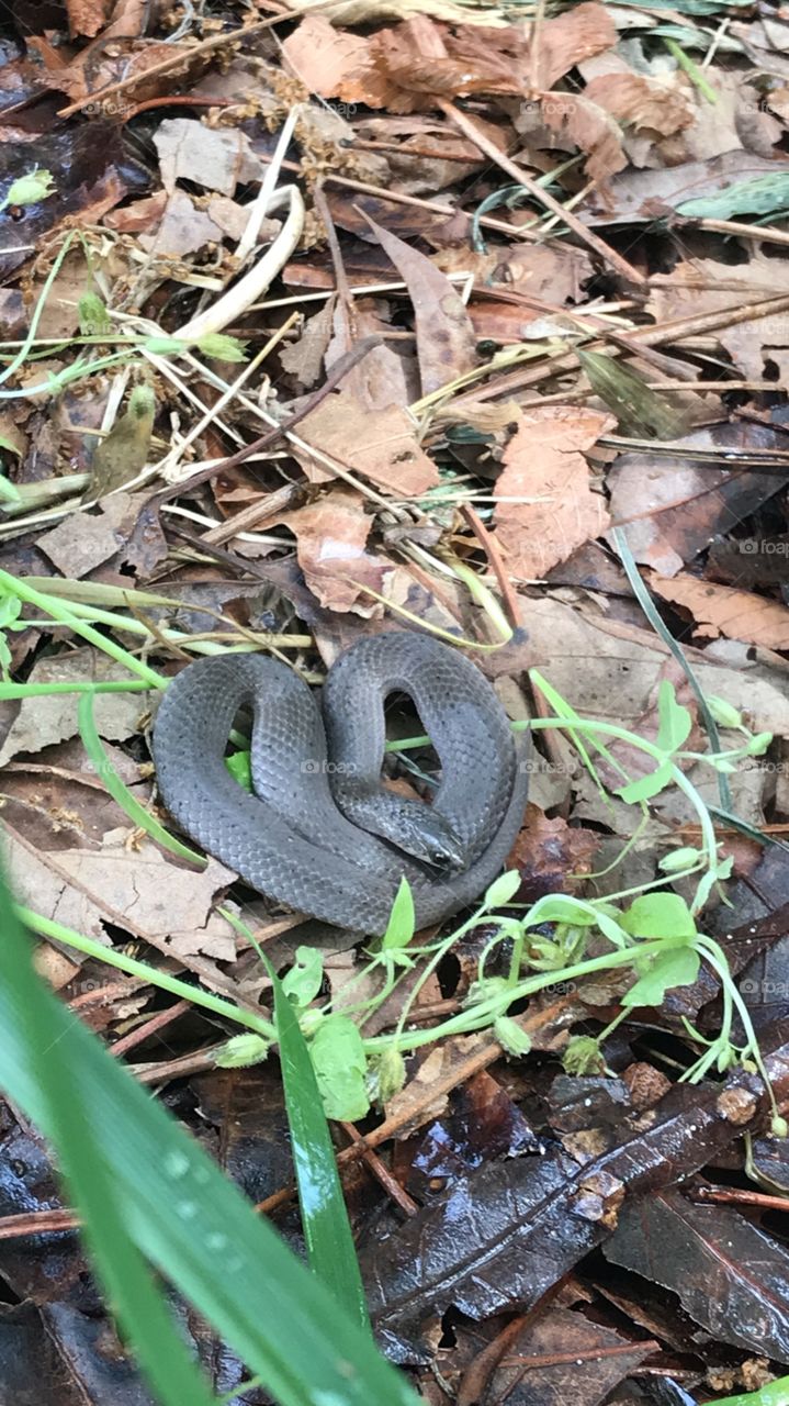 Baby black racer snake