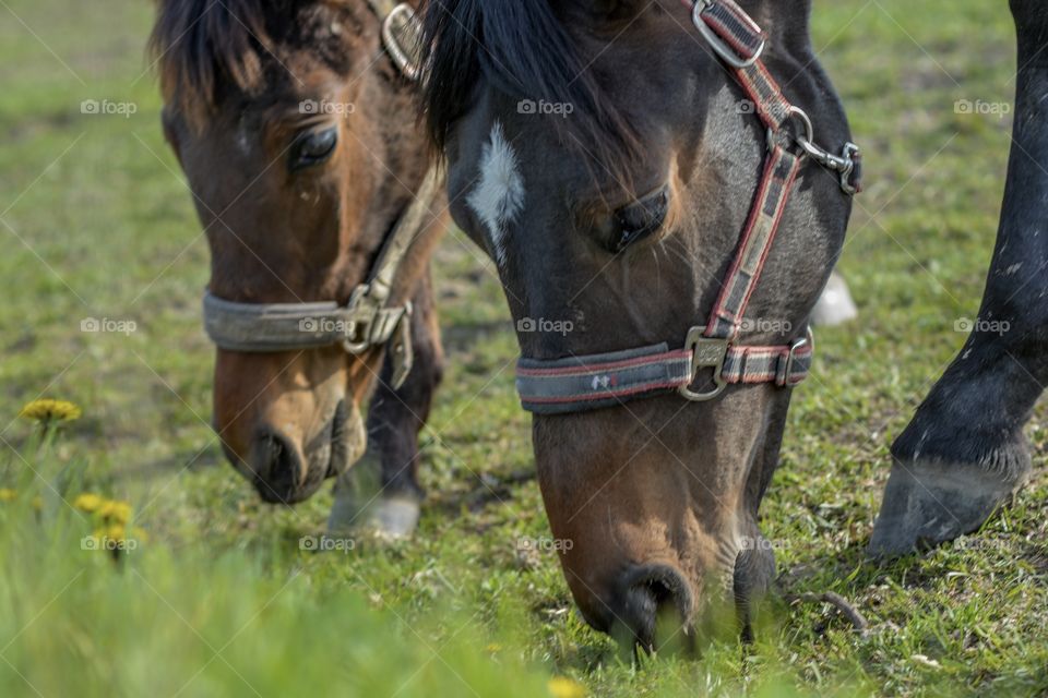 View of two horse grazing in field