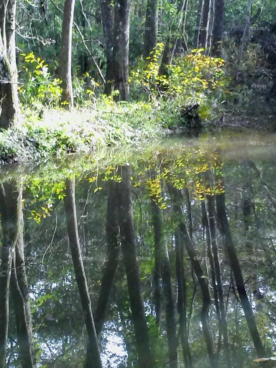 Bogalusa Louisiana swamp behind graveyard