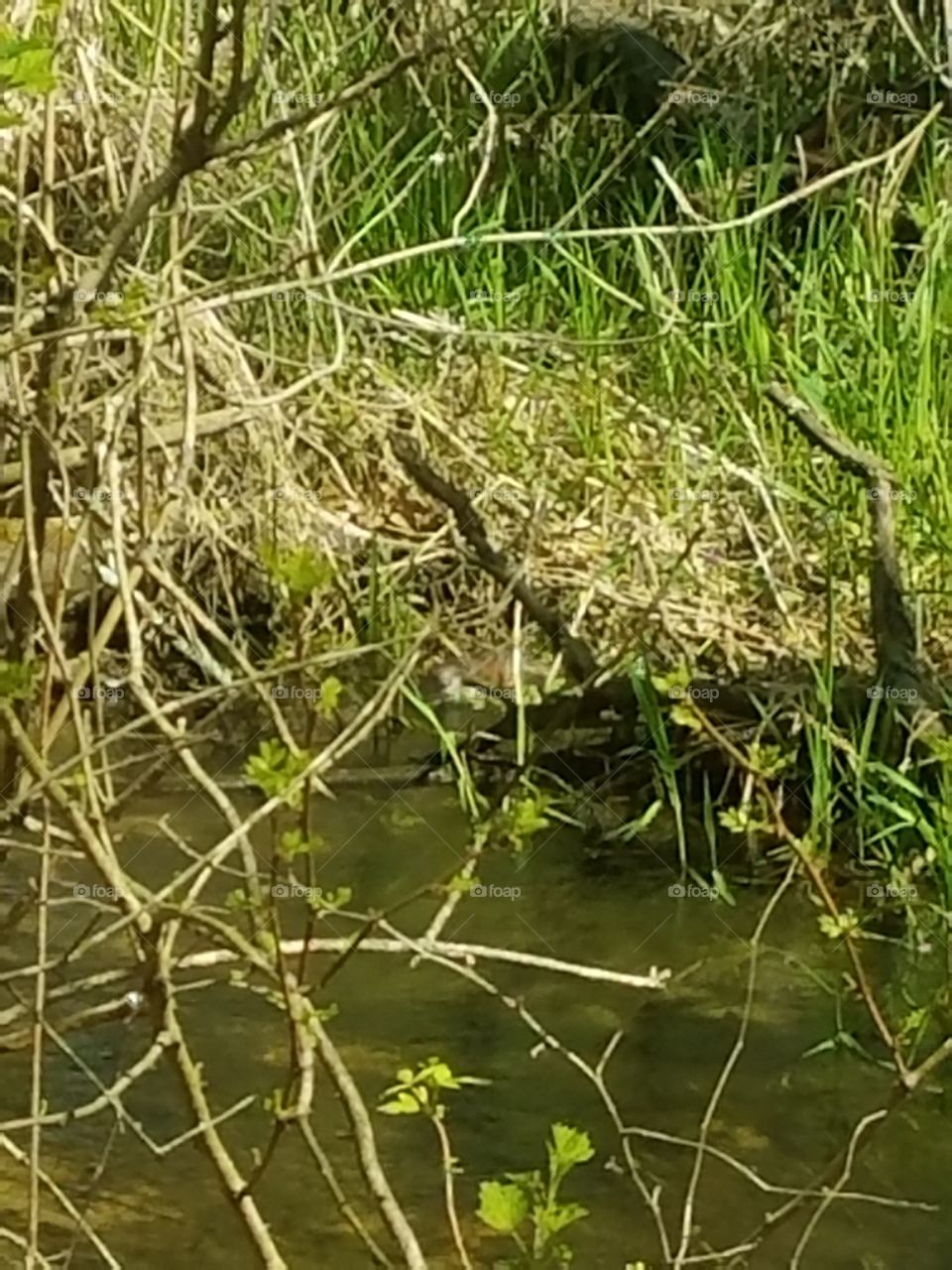 Nature, Water, Outdoors, Flora, Leaf