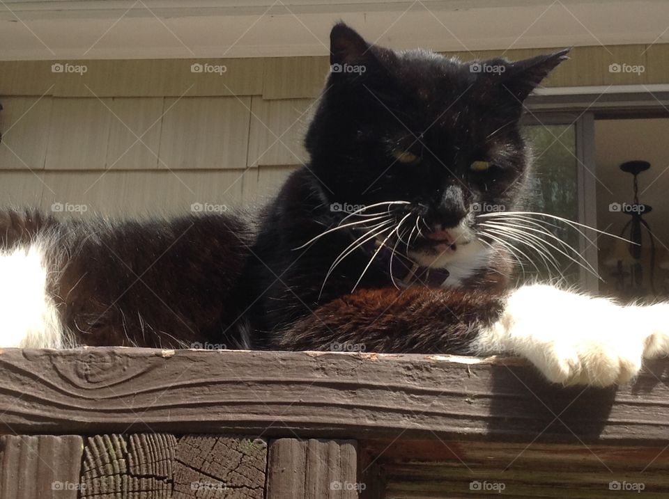 My black and white fluffy tuxedo cat.