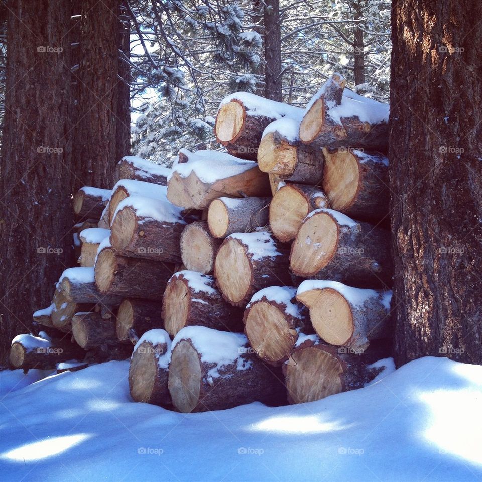 Snowy logs