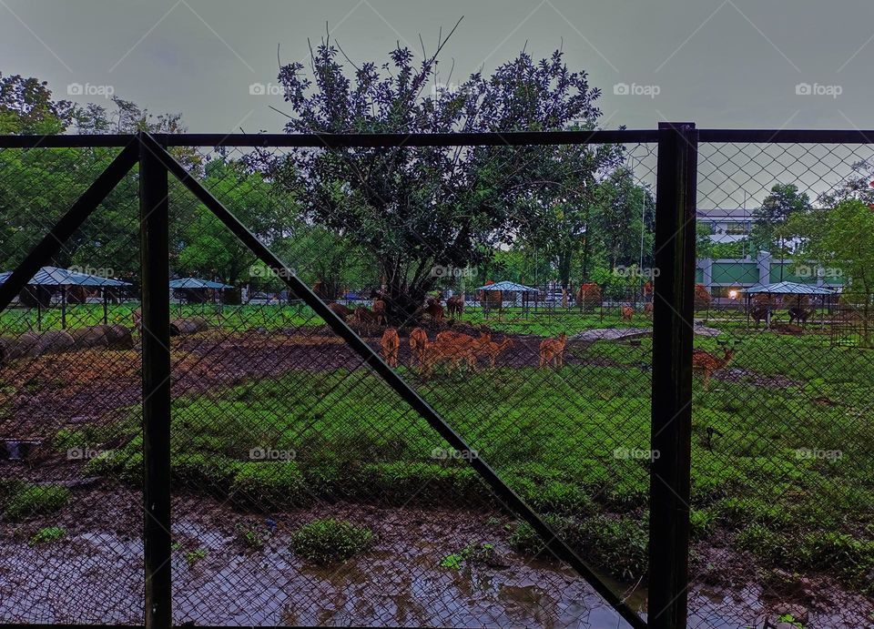 Metal black fence in the park. Deer enclosure