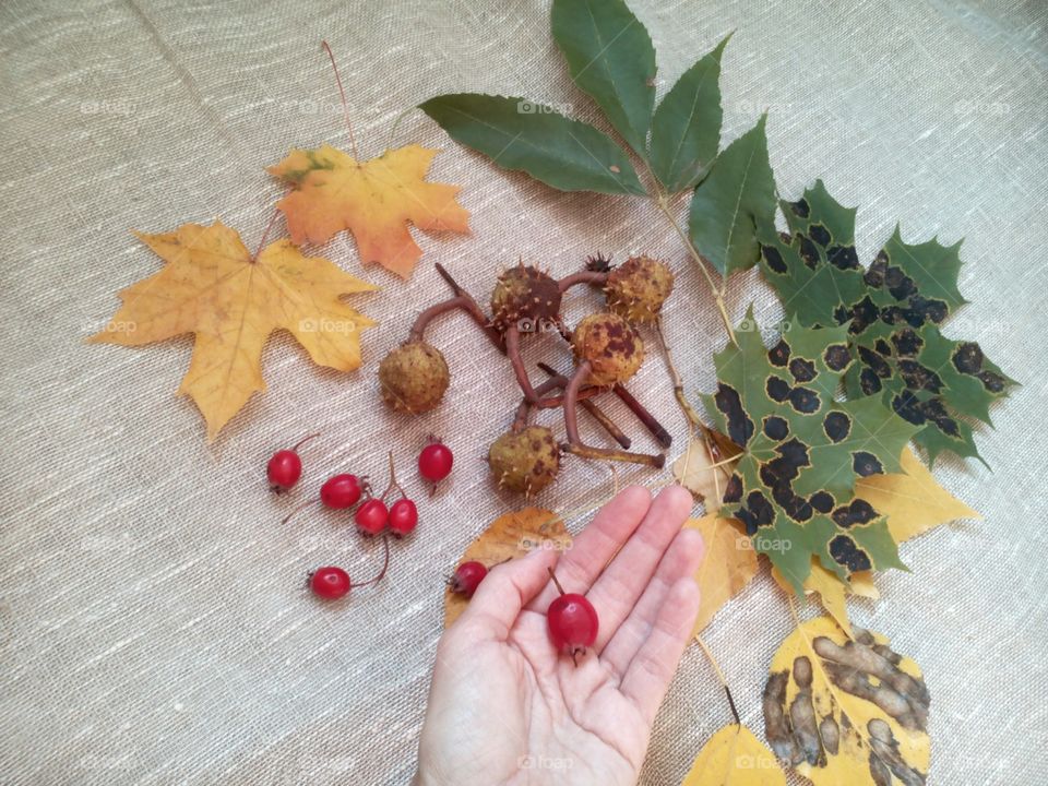 berry and leaves in hand