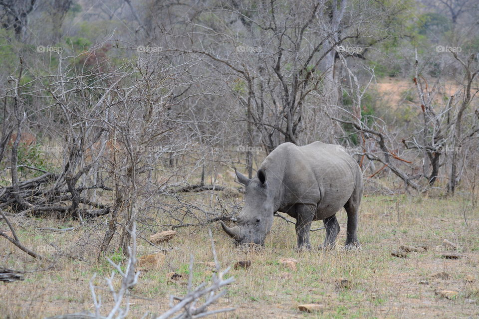 save our Rhinos