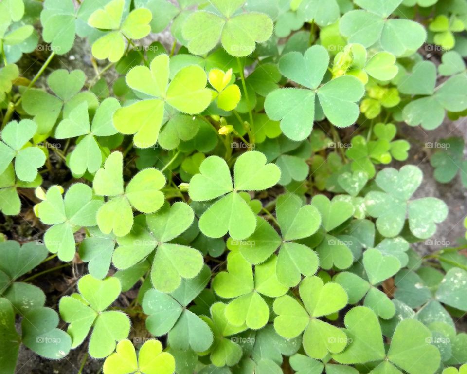 Clover leaf on the garden