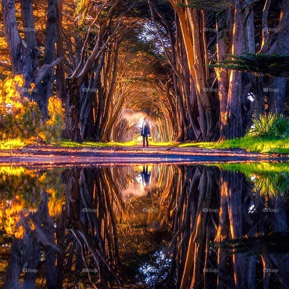 Cyprus tree tunnel in california-USA