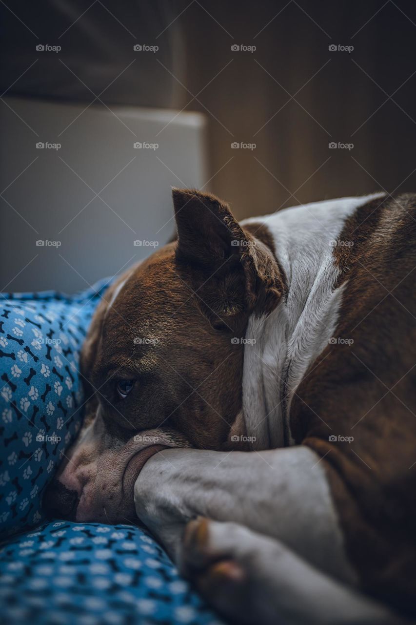 American staffordshire terrier alone