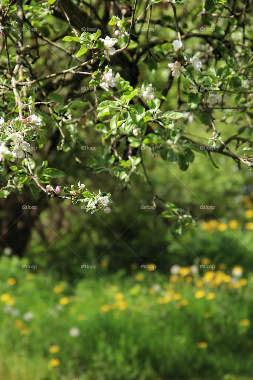 Branch with apple tree blossom and meadow with dandelions in the background in spring