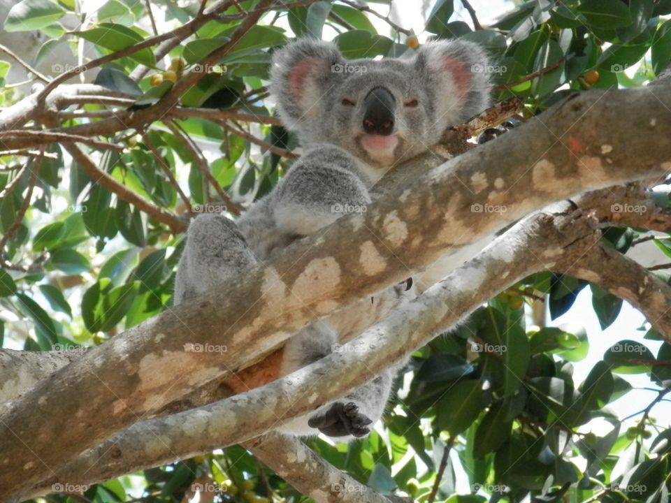 Koala