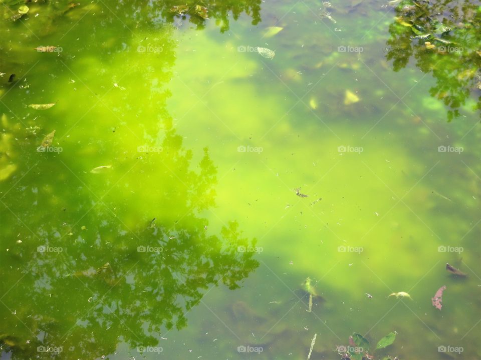 algae in pool