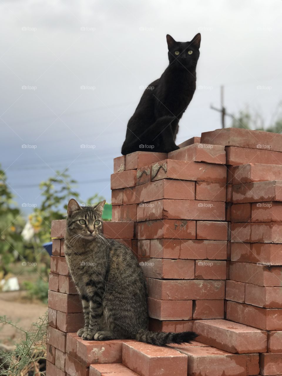 Our two beautiful kitties perched on a stack of bricks, guard our garden, keeping a close eye out for mice and squirrels! 