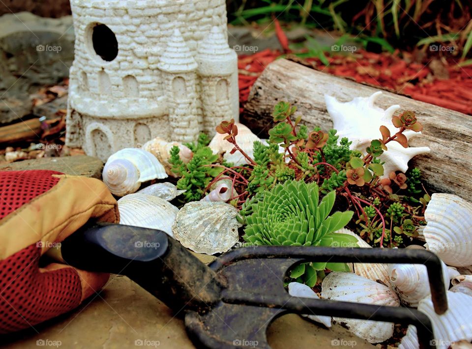 My Cactus and shells garden. I collect sea shells. The cactus always makes it through the winter 