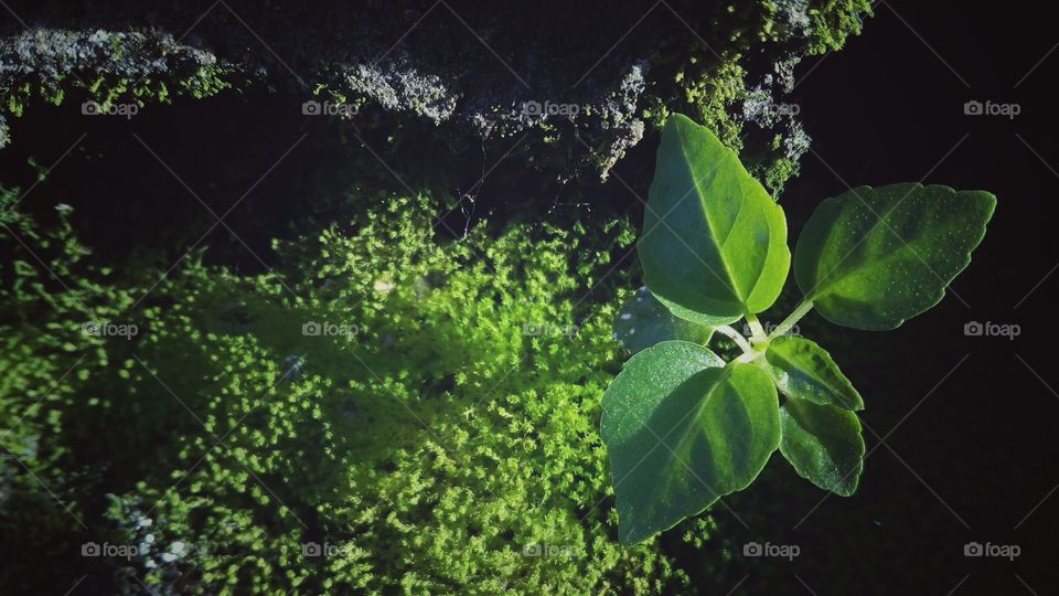 evergreen growing tree